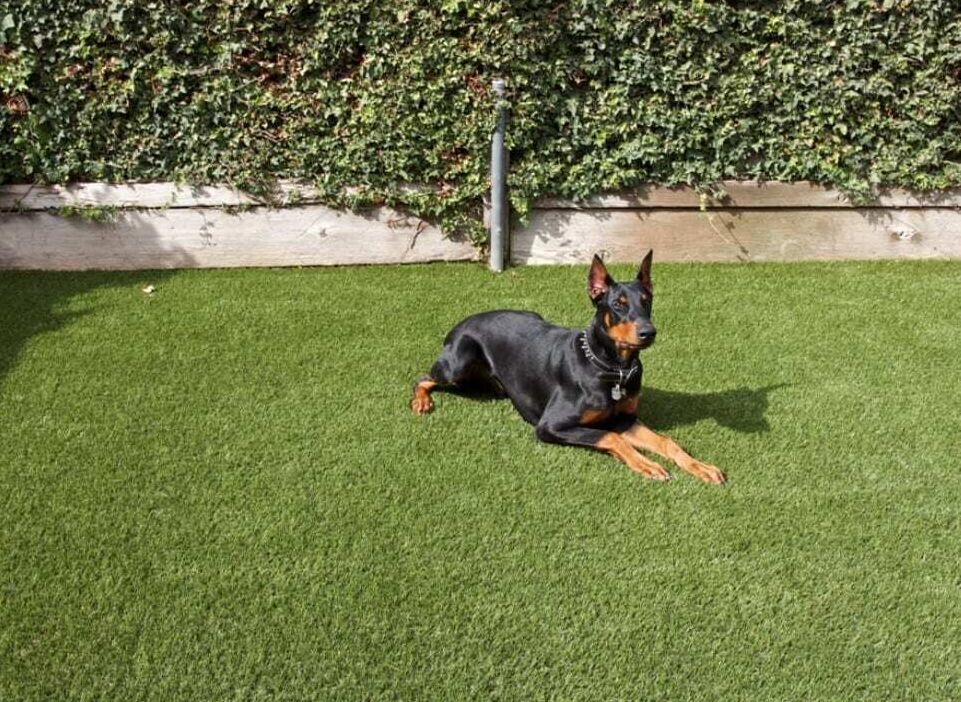 Pet Artificial Grass System, view our Pet Turf Installations, La Mirada CA