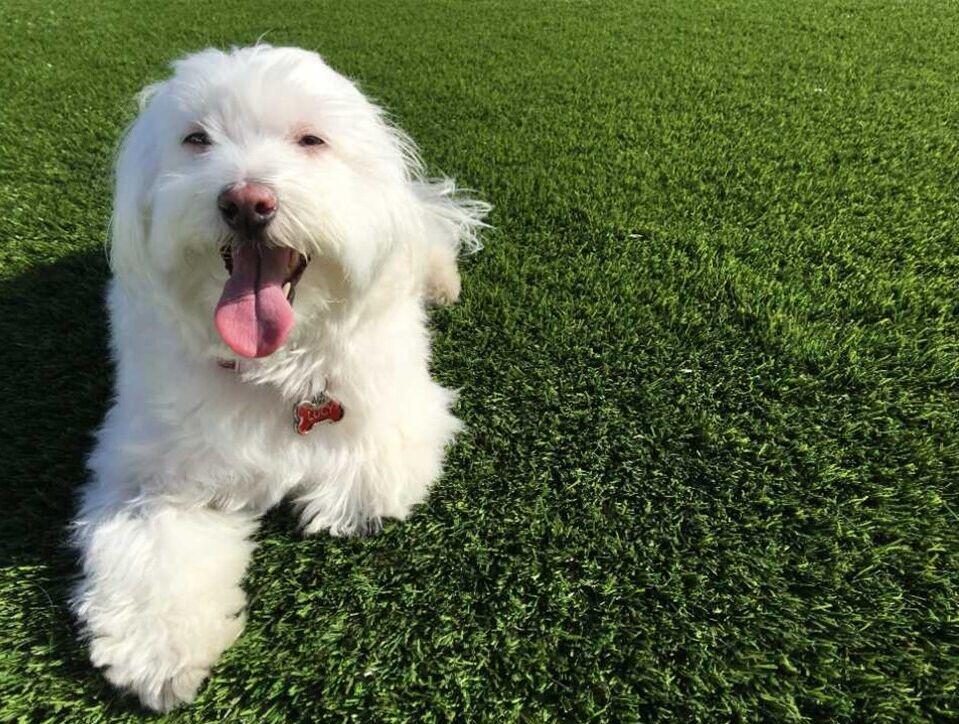 La Mirada Artificial Grass, Green-R Turf of Los Angeles, CA