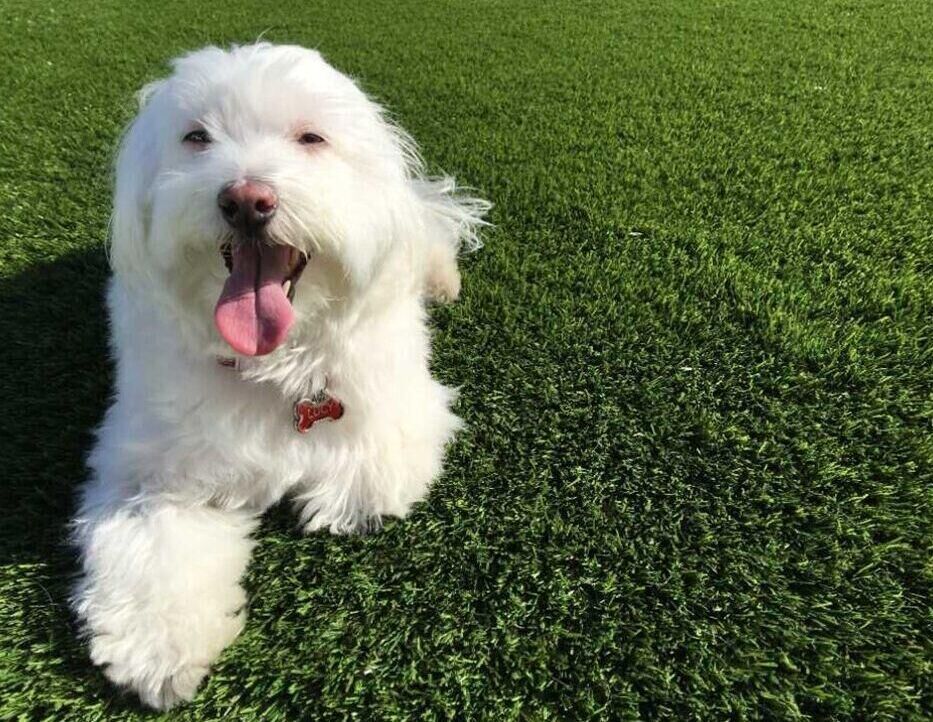 La Mirada Artificial Grass, Green-R Turf of Los Angeles, CA